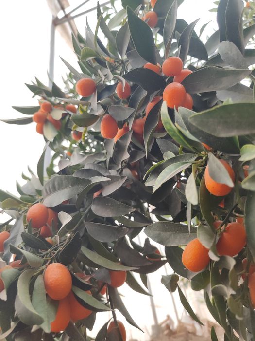 Kumkuvat mevasi shirin