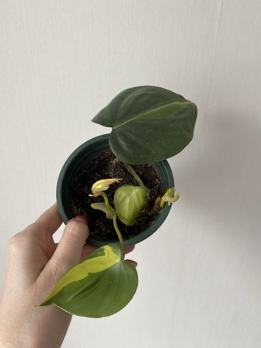 Филодендрон бразил лиана