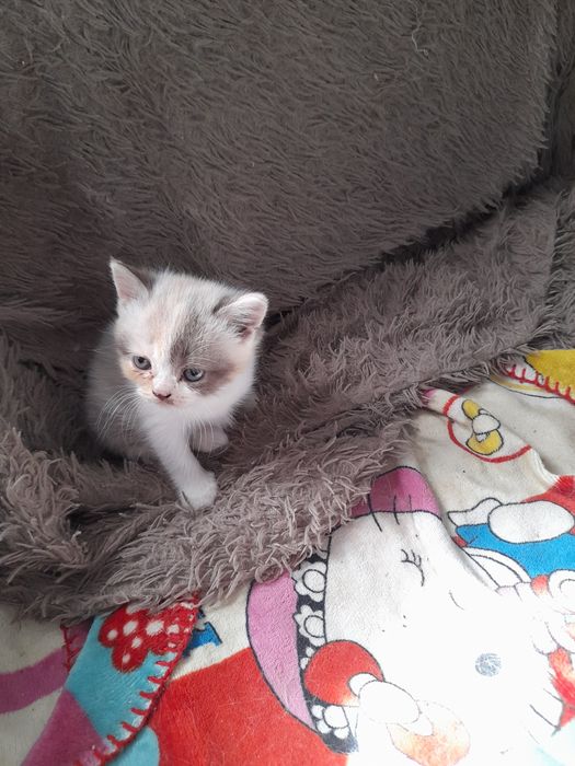 Котенок скотиш страйт