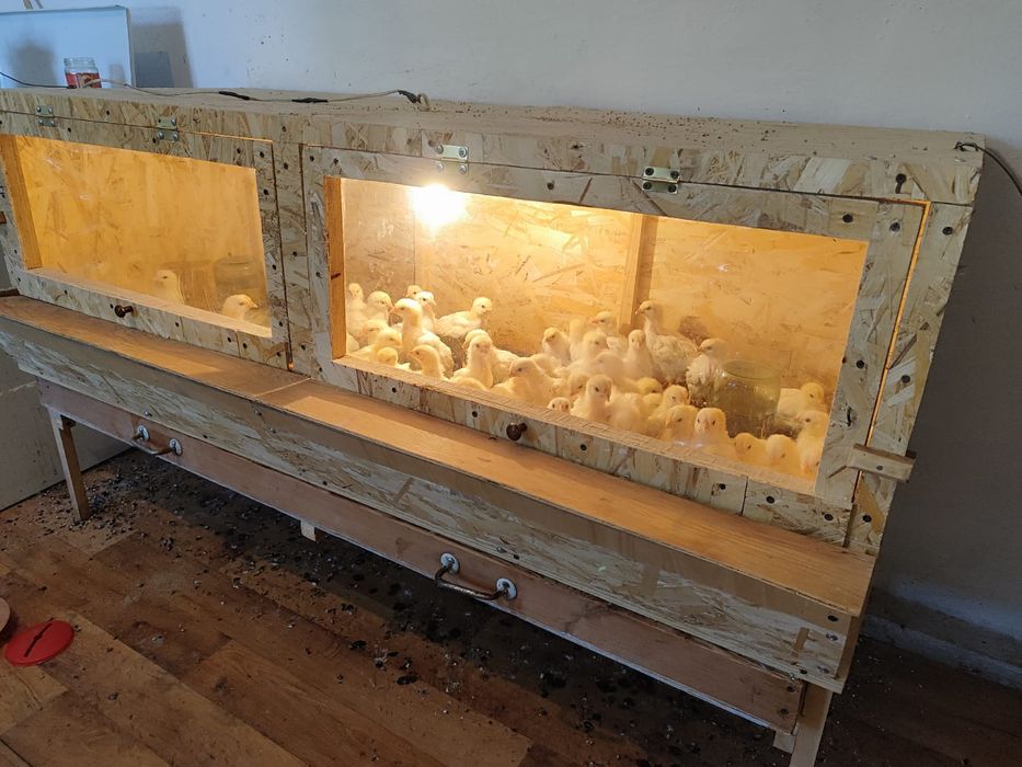 Брудер для цыплят