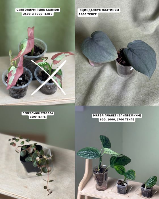 Комнатные растения