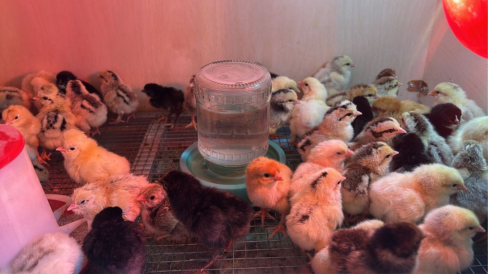 Продам цеплят дамашних суточные