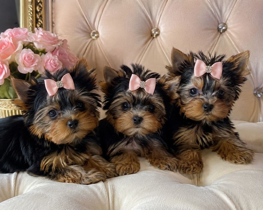 Три прекрасни прибцеси