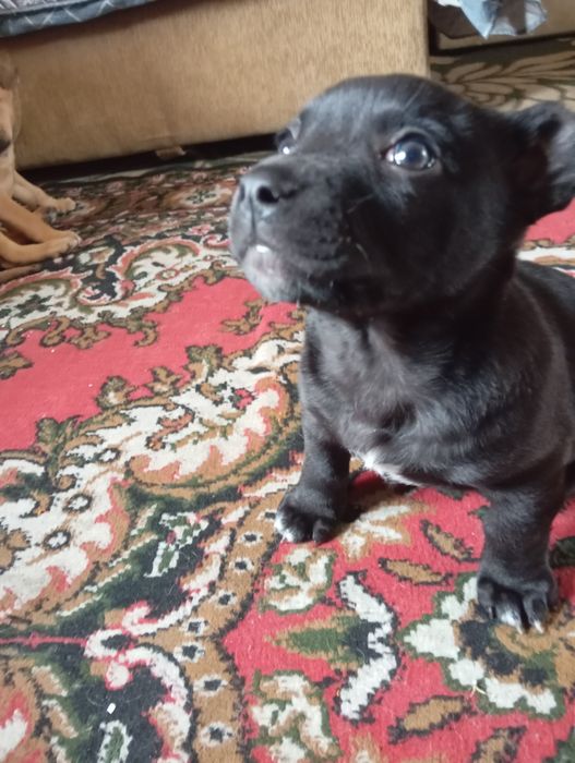 Метисы питбуля и дворняги