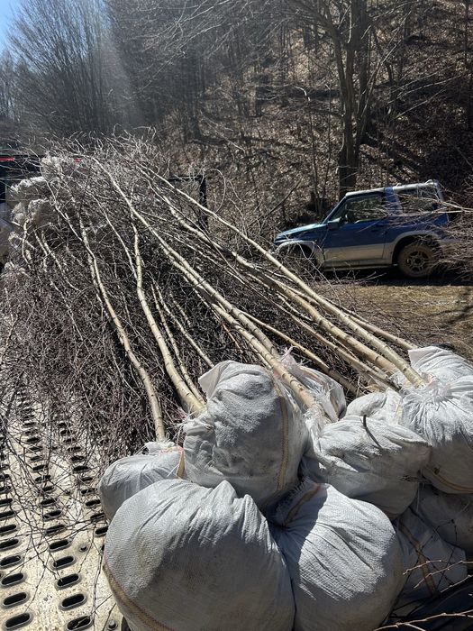 Vând mesteacăn puiet 3-5m