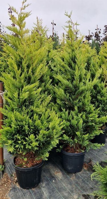 Tuia leylandii glod inaltime 1.50m 1.80m