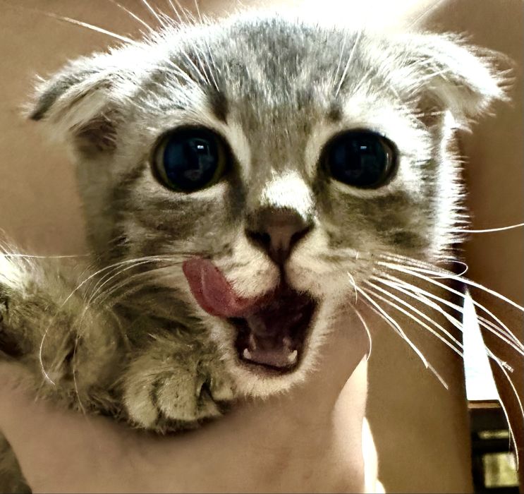 Котята ручные добрые