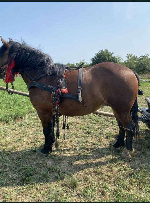 Vând iapa de 5 anii, prețul este negociabil