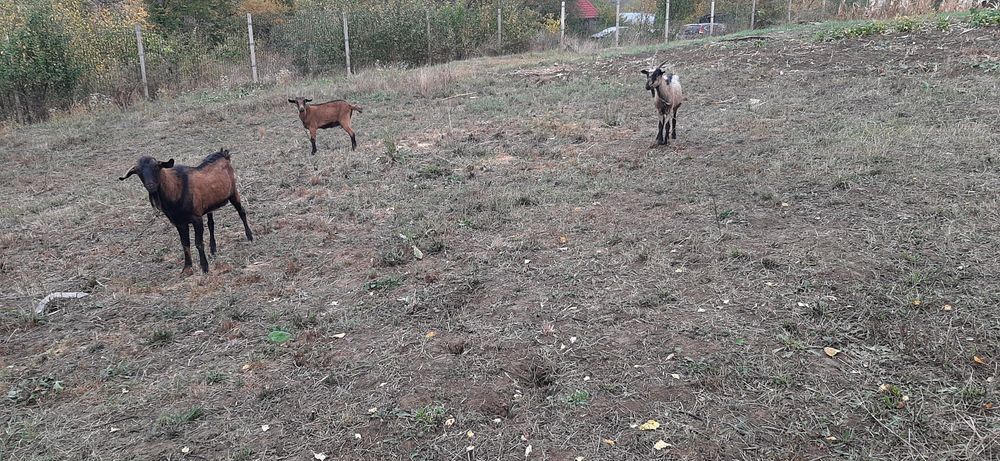 Vând capre , un Tap o Capra și Iadă