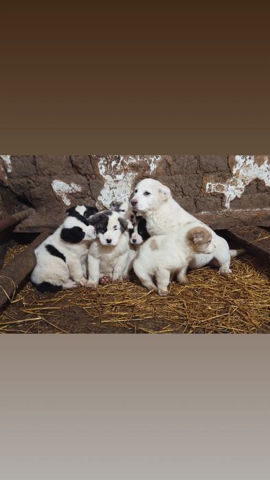 Щенки Алабая(тобет)