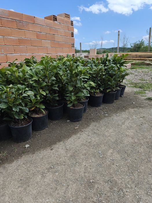 Лавровишна около 50 см цена 10 лв