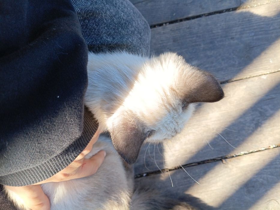 Котенок сиамский