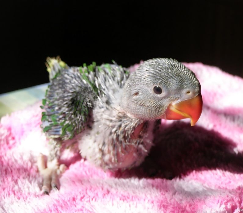 Продам Александрийского птенчика. Вылупился в инкубаторе