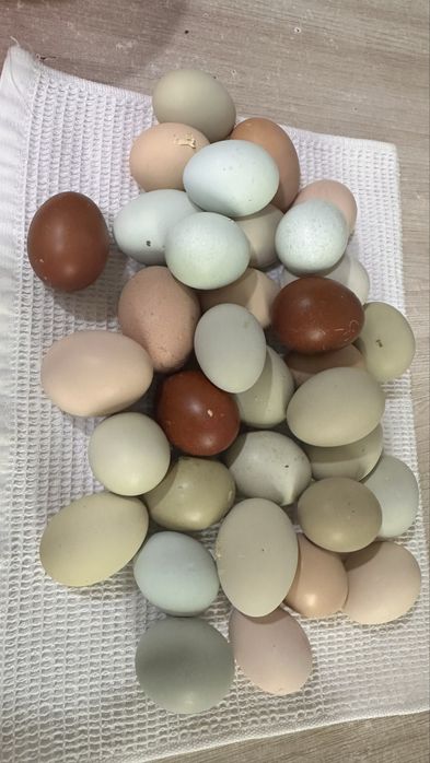 Куриные цветные яйца