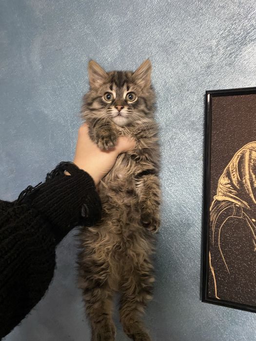 Pentru Adoptie Responsabila