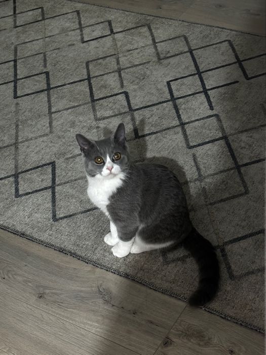 Срочно ищет дом ласковый котик