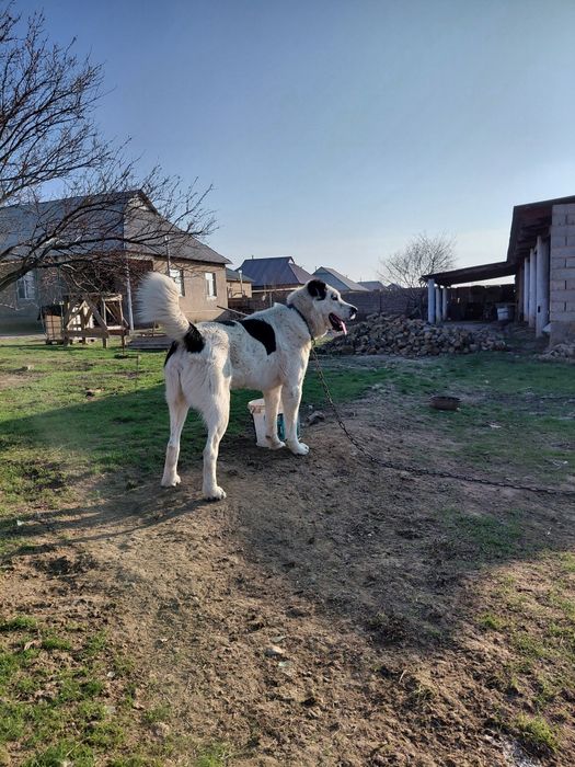 Алабайчик собака