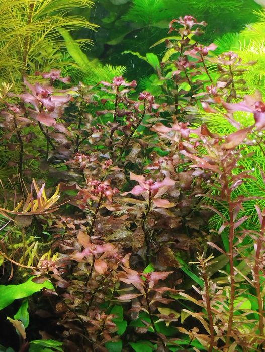 Аквариумные красные растения.