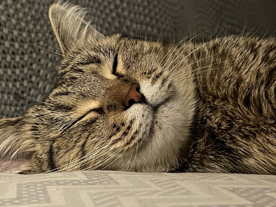 Продаётся кошка!