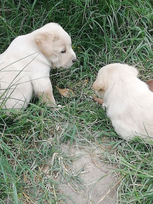 Щенята в добрые руки