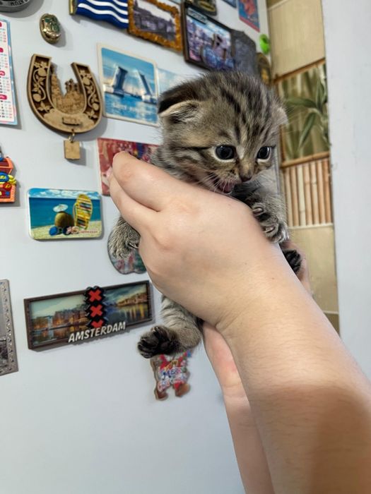 Шотландские котята Девочки