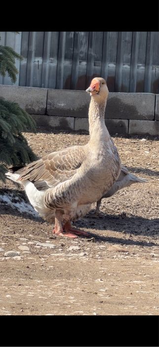 Гуси 5 штук семейка