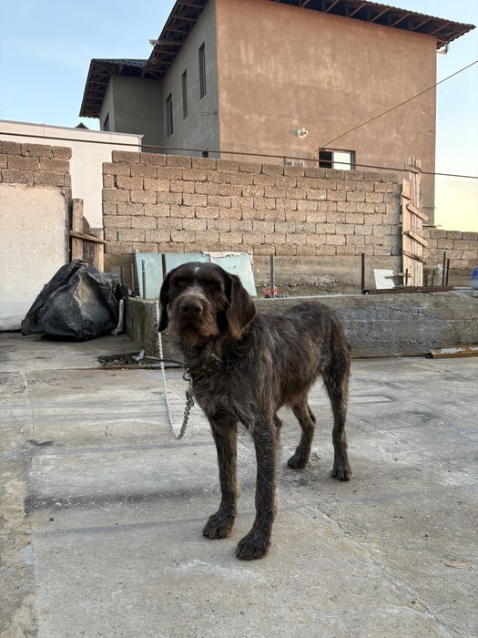 Дратхар 2.5 жасар сатылады