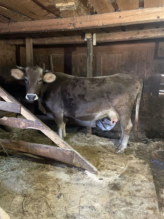 Vaca gestantă de vânzare