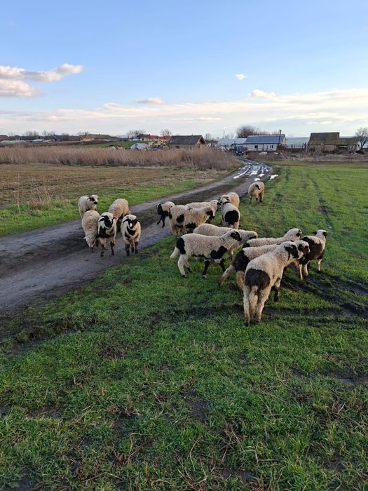 Oi si miei de vanzare