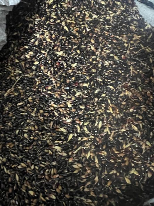 Продам семена суданки есть 40 кг