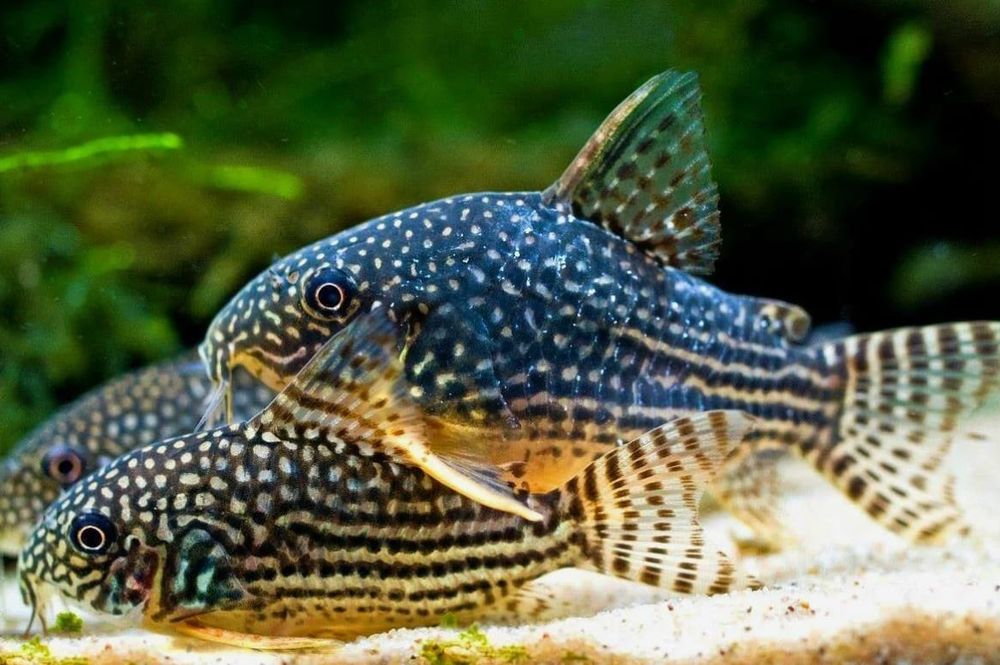 Коридорас Штерба