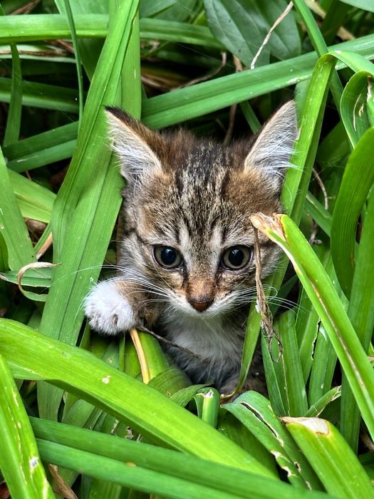 Отдам котенка в хорошие руки