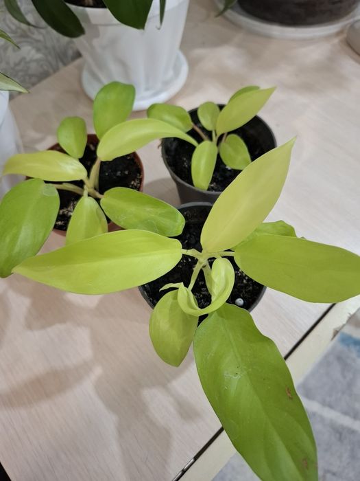 Продам цветок филодендрон Malay Gold