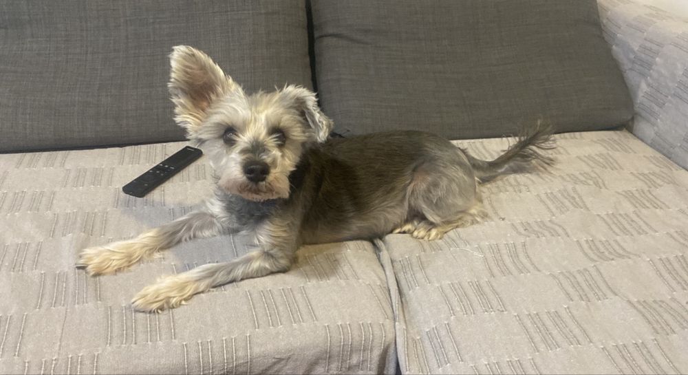 Schnautzer pitic, pedigree-spre adoptie