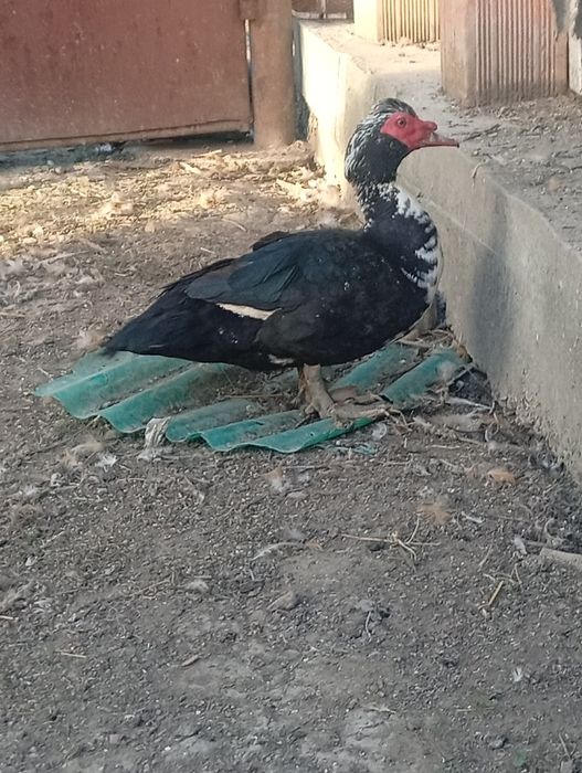 Vând doi rățoli mută vârstă un an