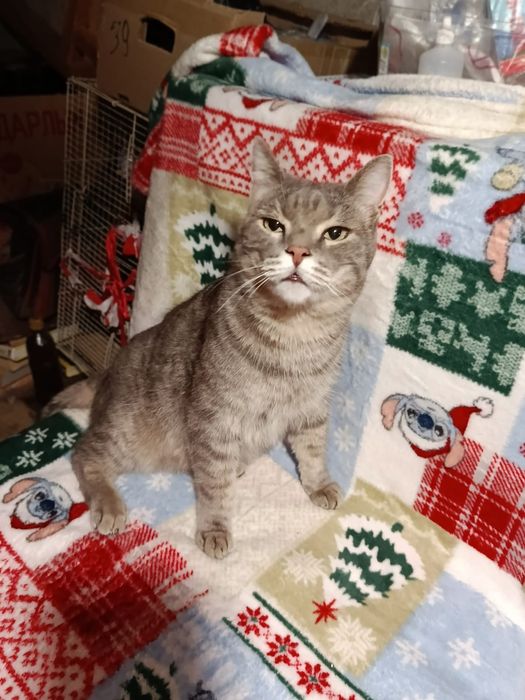 Котик ищет хозяев