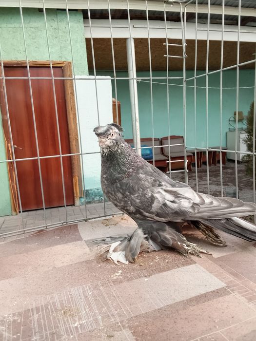 Тараз голуби продам