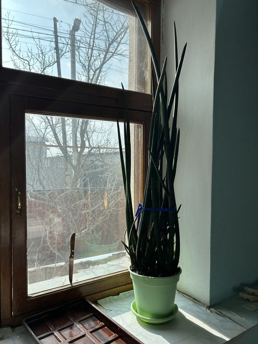 Сансеньервьра продам