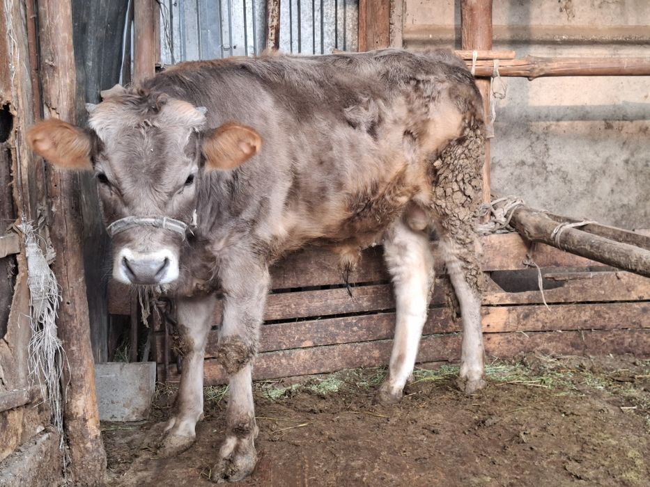 1 жасар бука.        .