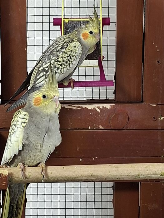 Pui Nimfa disponibili