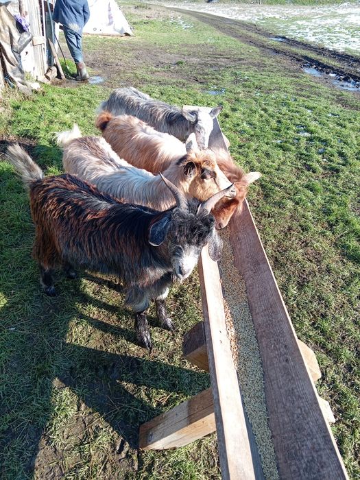 Vând 4 capre tinere