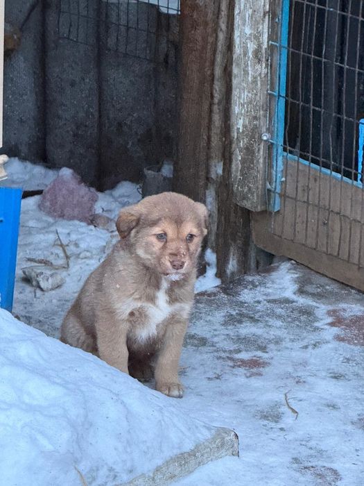 Щенки в хорошие руки