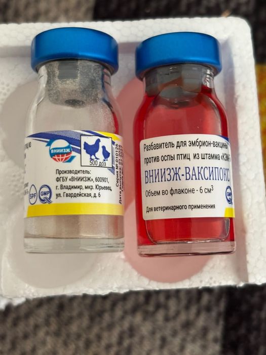 Индюки домашнии возрост разный