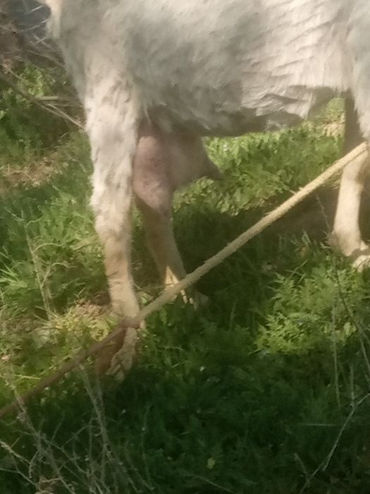 Ешкі сүті кою 2 лағымен