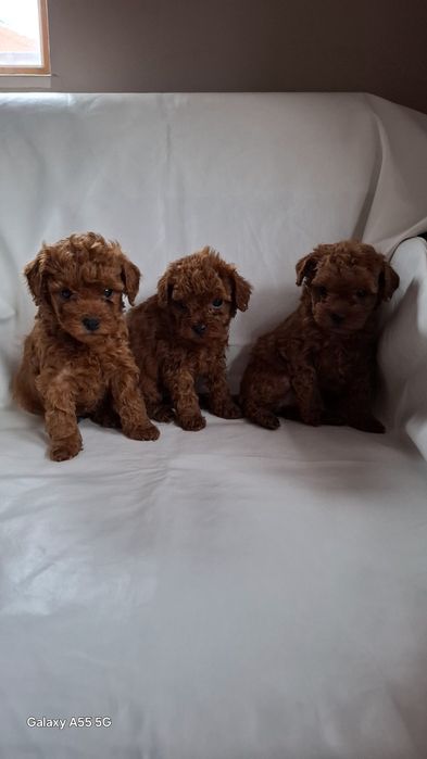 Родословни той пуделчета Ред Дог