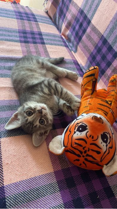 Отдам котенка.