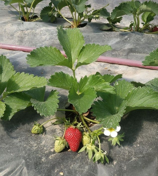 Продаётся Рассады Клубника с хорошим запхам и не павтариями вкусам