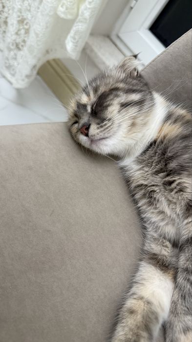 Шотландская вислоухая кошечка