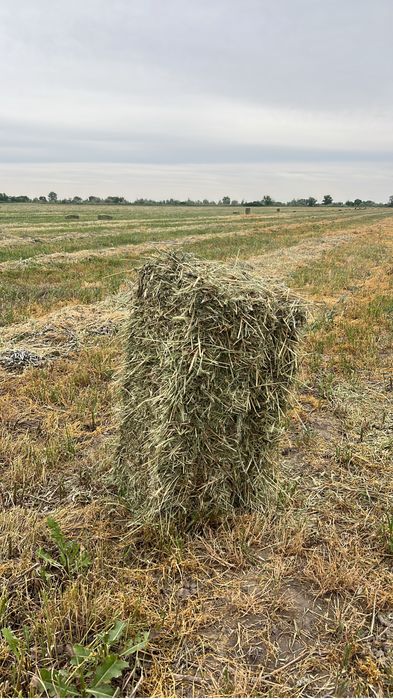 Жай Шөп сатылады