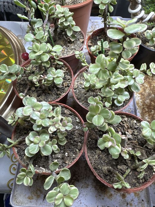 Продам партулакарию вариегатную